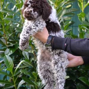 Lagotto Romagnolo štenci