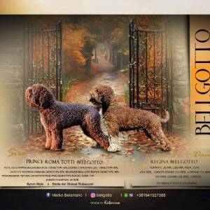 Lagotto Romagnolo štenci