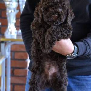 Lagotto Romagnolo štenci