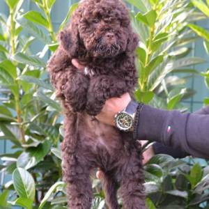 Lagotto Romagnolo štenci
