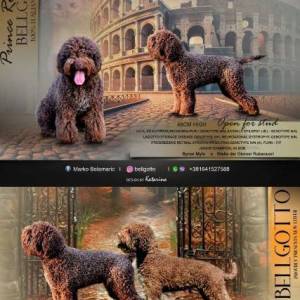 Lagotto Romagnolo štenci