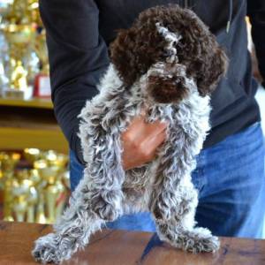 Lagotto Romagnolo štenci