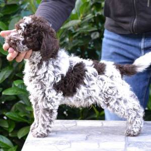Lagotto Romagnolo štenci