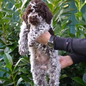 Lagotto Romagnolo štenci