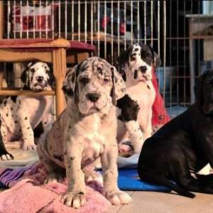 Nemačka doga štenci