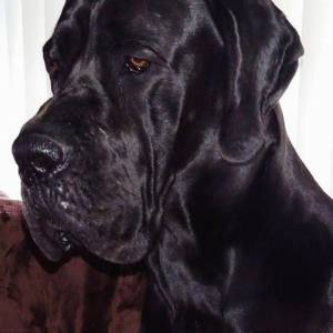 Nemačka doga štenci