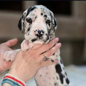 Nemačka doga štenci