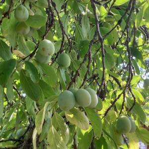 Poljoprivredno zemljište Dubranec