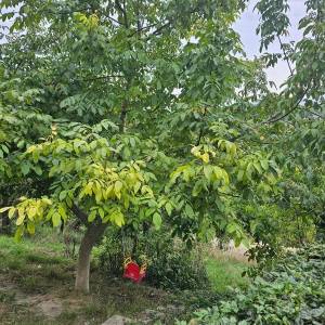 Prodajem kuću/vikendicu