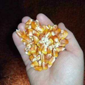 Prodajem kukuruz i pšenicu