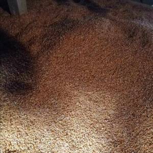 Prodajem kukuruz i pšenicu