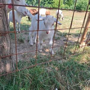 prodajem seoskom imanje