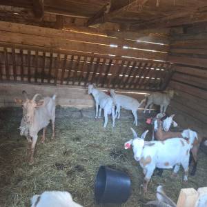 prodajem seoskom imanje