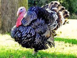 purani domači brončani