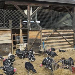 Purice i purani prodajem