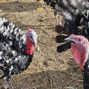 Purice i purani prodajem