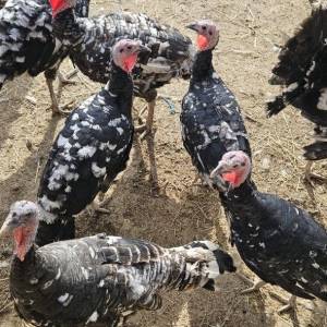 Purice i purani prodajem