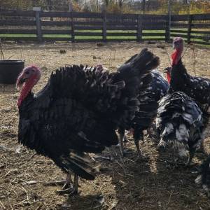 Purice i purani prodajem