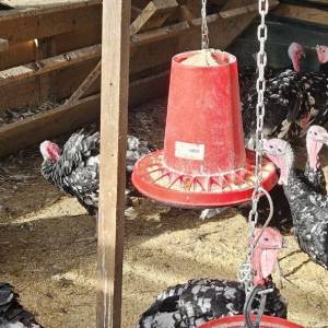 Purice i purani prodajem