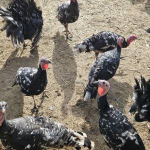 Purice i purani prodajem