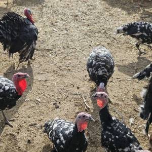 Purice i purani prodajem