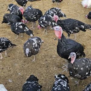 Purice i purani prodajem