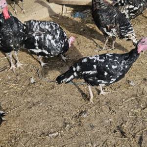 Purice i purani prodajem