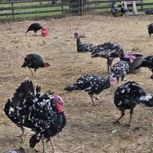 Purice i purani prodajem