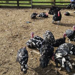 Purice i purani prodajem