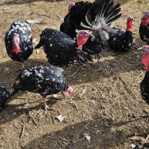 Purice i purani prodajem