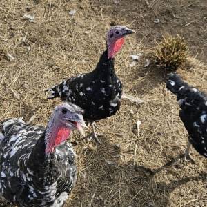 Purice i purani prodajem