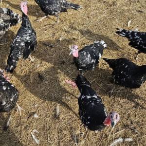 Purice i purani prodajem