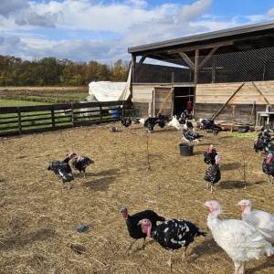 Purice i purani prodajem