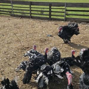 Purice i purani prodajem