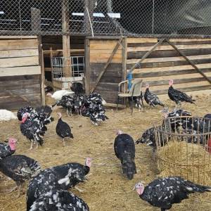 Purice i purani prodajem