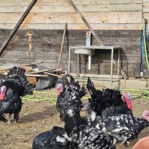 Purice i purani prodajem