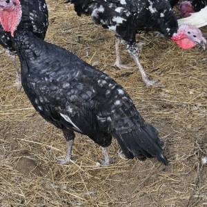 Purice i purani prodajem