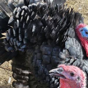 Purice i purani prodajem