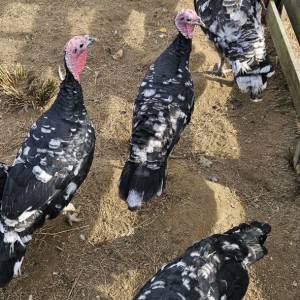 Purice i purani prodajem