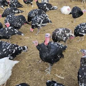 Purice i purani prodajem