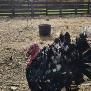 Purice i purani prodajem