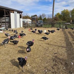 Purice i purani prodajem