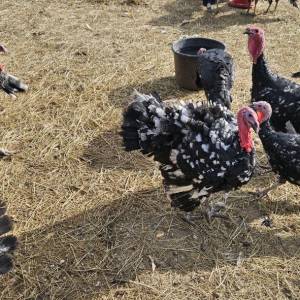 Purice i purani prodajem