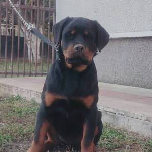 Rotvajler, vrhunsko leglo