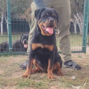 Rotvajler, vrhunsko leglo