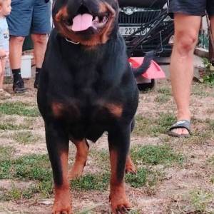 Rotvajler, vrhunsko leglo