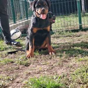 Rotvajler, vrhunsko leglo