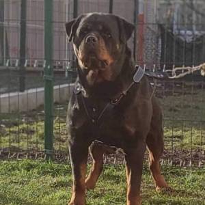 Rotvajler, vrhunsko leglo