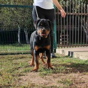 Rotvajler, vrhunsko leglo