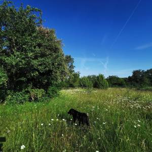 Rovinj poljoprivredno zemljište
